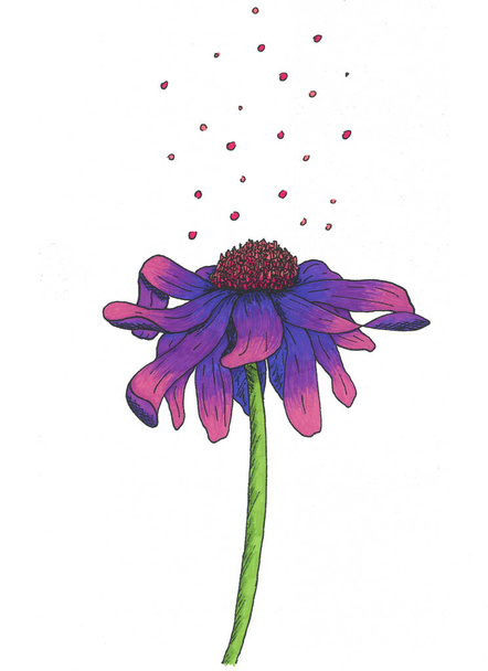 Echinacea flower is blue with coral and pink bubbles on a green stem on a white background - 写真・画像