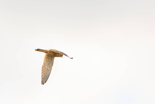 Acercamiento del cernícalo - ave de presa - revoloteando en el cielo, cazando presas - Foto, imagen