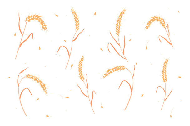 Joukko kuivaa vehnää tai ruista viljan korvat tasainen tyyli suunnittelu vektori kuva. - Vektori, kuva