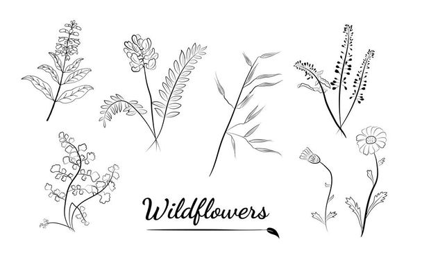 Hand drawn set of wildflowers and herbs. Sketch of summer flowers, herbs and leaves. Collection of meadow plants. Botanical illustration. Decorative elements for summer and spring desing. - ベクター画像