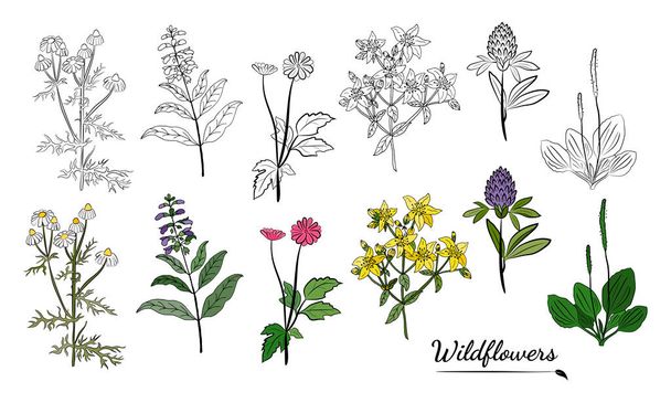 Hand drawn set of wildflowers and herbs. Sketch of summer flowers, herbs and leaves. Collection of meadow plants. Botanical illustration. Decorative elements for summer and spring desing. - Vector, Imagen