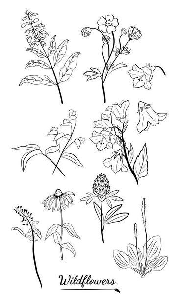 Hand drawn set of wildflowers and herbs. Sketch of summer flowers, herbs and leaves. Collection of meadow plants. Botanical illustration. Decorative elements for summer and spring desing. - Vektor, Bild