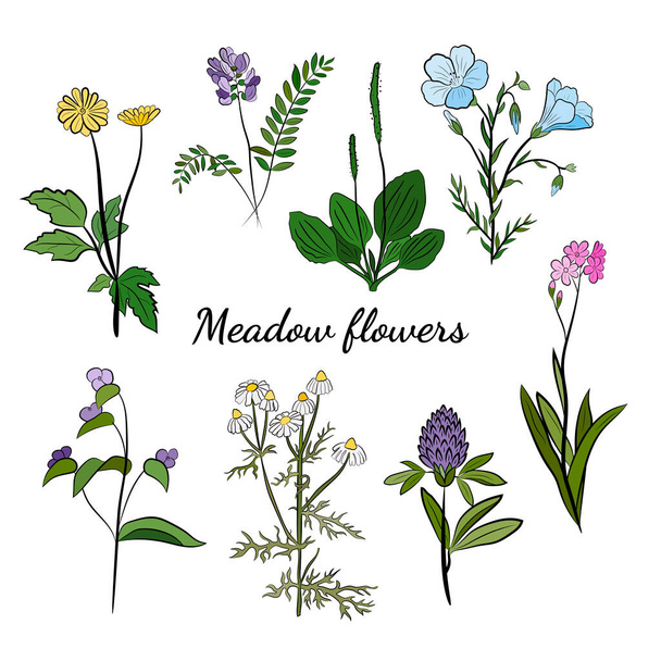 Hand drawn set of wildflowers and herbs. Sketch of summer flowers, herbs and leaves. Collection of meadow plants. Botanical illustration. Decorative elements for summer and spring desing. - ベクター画像