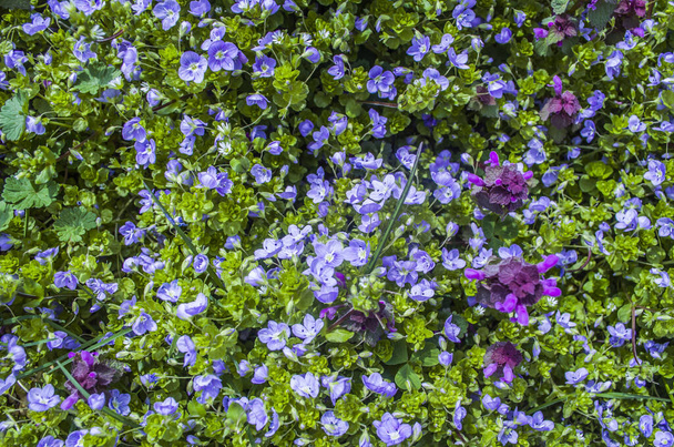 Tavaszi kék lila virágok fű tetejére néző. Virágos szezonális fotók. - Fotó, kép