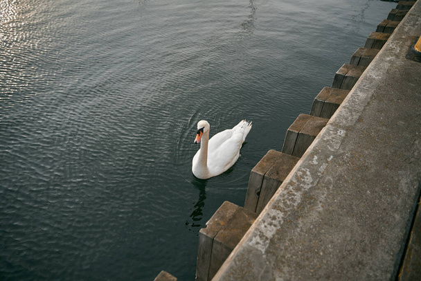 Mute swan swimming in the lake. Birdwatching in Europe. Water water bird on a lake - Zdjęcie, obraz