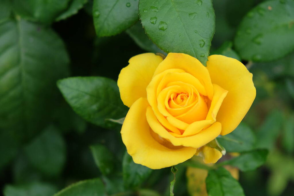 Ένα κίτρινο τριαντάφυλλο, κοντινό. Όμορφο λουλούδι με κίτρινα πέταλα. - Φωτογραφία, εικόνα