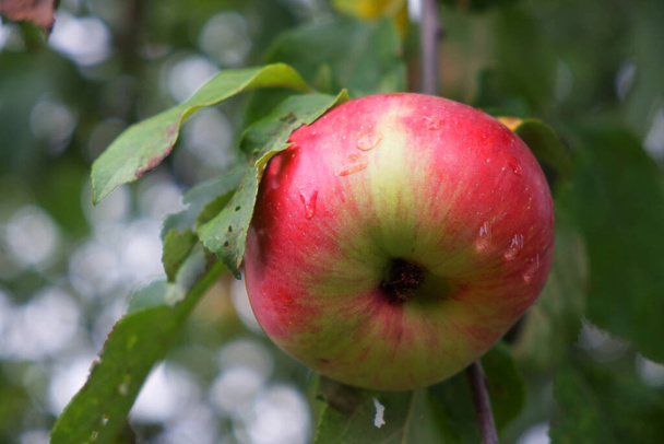One large red-sided apple on a tree branch, close-up. Ripe fruit. - Photo, Image