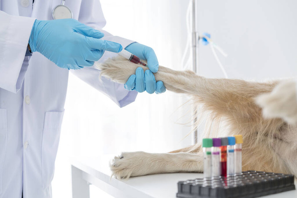 Veterinaria. El médico está analizando el perro es sangre para el virus. Veterinario dando inyección a perro en clínica veterinaria. El veterinario está utilizando una aguja hipodérmica para administrar la solución salina. - Foto, imagen