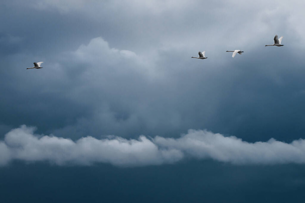 Két pár fehér hattyú repül a kék viharos égen. Felhők emelkednek, egy a négy hattyú közül. - Fotó, kép