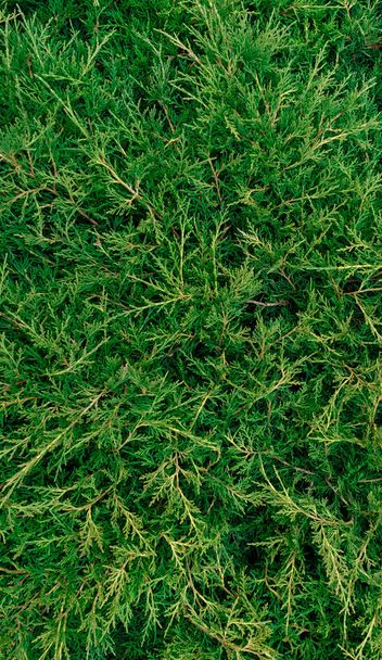 Ewergreen Φύλλα φόντο από το Μικρό Δέντρο Juniper - Φωτογραφία, εικόνα