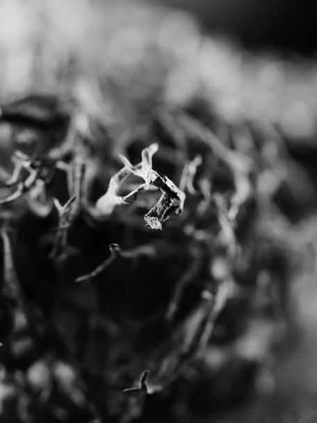A macro monochrome shot of a tree moss Pseudevernia furfuracea, selective focus - Фото, зображення