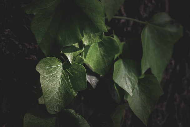 A closeup of the green ivy plant leaves perfect for background - Fotografie, Obrázek