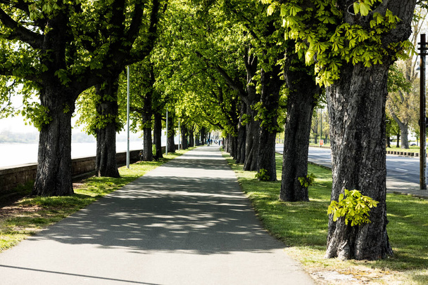 An urban sidewalk with fresh green trees on both sides - Zdjęcie, obraz