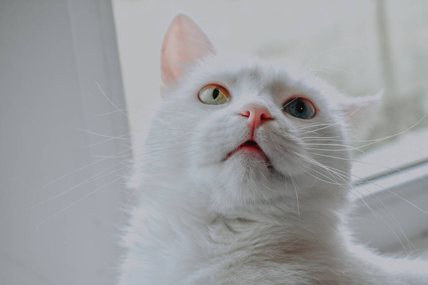 A closeup of an adorable white domestic cat on the windowsill under the lights - Фото, зображення