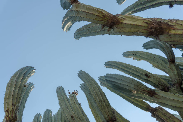 A Lophocereus marginatus cactus in Mixteca Poblana, Puebla, Mexico - Foto, Imagem
