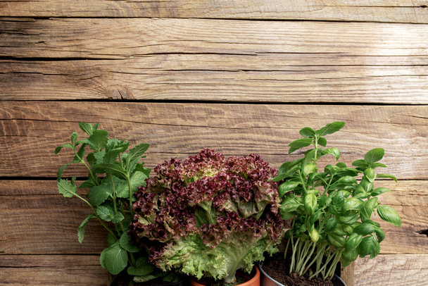 Kertészkedés és egészséges táplálkozás koncepció különböző gyógynövények és salátalevelek fa alapon - Fotó, kép