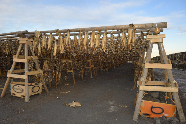 Fische hängen zum Trocknen an Holzkonstruktion. - Foto, Bild