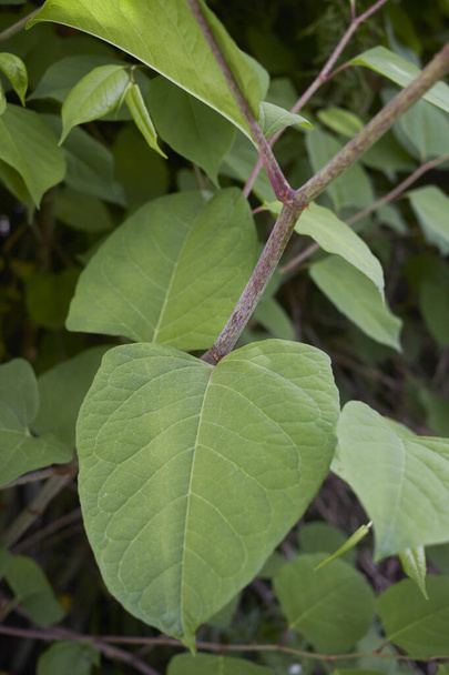 Reynoutria japonica branch close up - Photo, Image