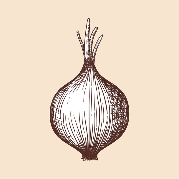 Onion Icon. Hand Drawn Sketch Design. Vector Illustration. - Вектор,изображение