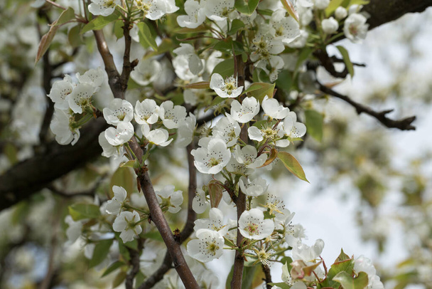 Грушеве дерево цвіте крупним планом. Біла квітка груші на фоні натурального
. - Фото, зображення