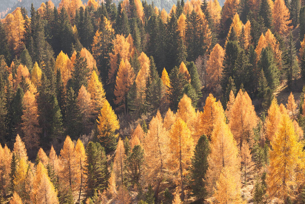 žluté larches a zelené borovice na podzim v lese - Fotografie, Obrázek