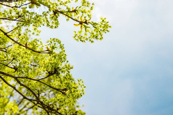 Bela primavera floral fundo abstrato da natureza. Flores nos ramos de uma árvore de bordo na primavera com céu azul macio com nuvens brancas no fundo. Ramos de árvore de bordo em flor - Foto, Imagem
