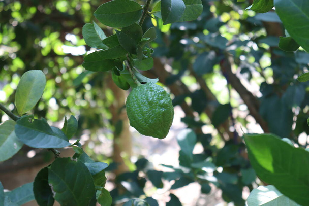 Ağaçtaki lezzetli yeşil limon hasat için. - Fotoğraf, Görsel