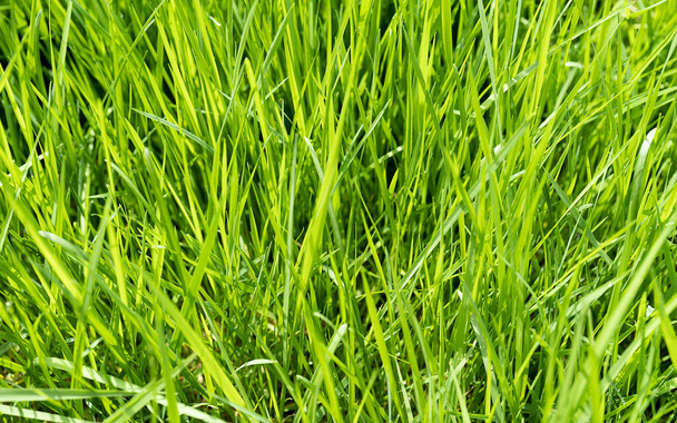 свежий зеленый травяной фон для дизайна или использования на заднем плане, экологическая экологическая концепция с зелеными листьями травы на солнце - Фото, изображение