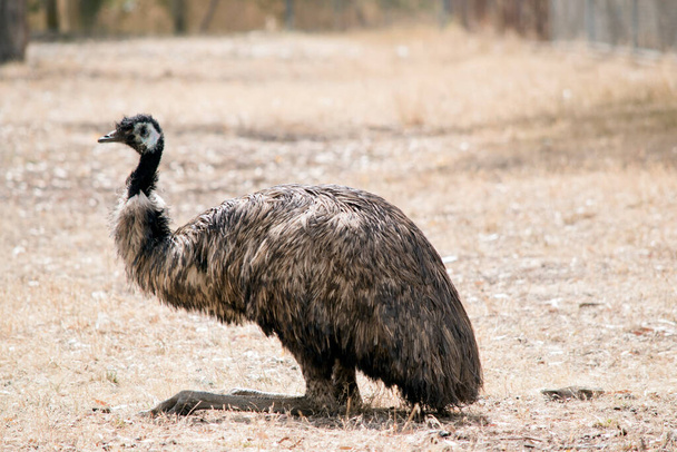 the emu is sitting in a dry field - Photo, image