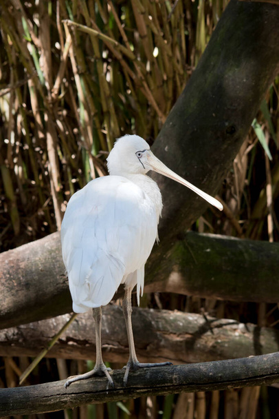 the yellow spoonbill is a large white bird with a bill resembling a spoon - Photo, Image
