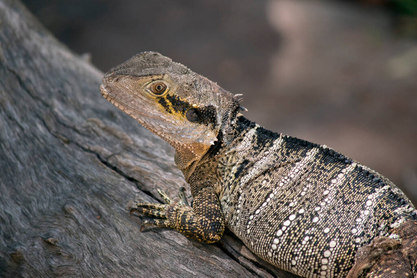 The Water Dragon is Australia's largest dragon lizard and can be found living along healthy waterways throughout Australia. The are usually black, grey and cream. - 写真・画像