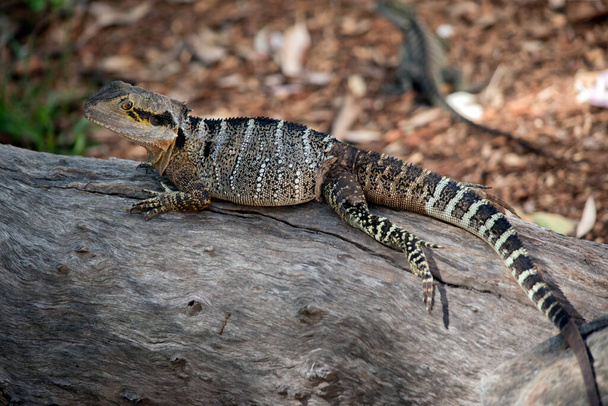 The Water Dragon is Australia's largest dragon lizard and can be found living along healthy waterways throughout Australia. The are usually black, grey and cream. - Photo, Image