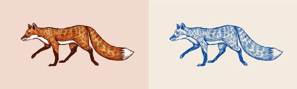  Red Fox con la coda soffice. Animali della foresta o zenzero bestia. Vettore Inciso disegnato a mano Vintage schizzo per etichetta o poster. - Vettoriali, immagini