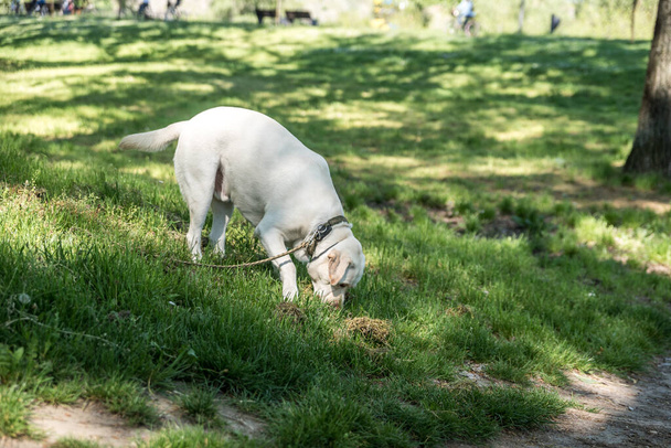 Jeune chien doré du Labrador Retriever se détache du propriétaire et se promène seul dans le parc avec une laisse et renifle le sol - Photo, image