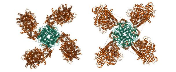 Estrutura do KATP humano ligado a ATP e ADP em hélice (esquerda) e quatrefoil (direita) formas, modelo de desenho animado 3D com subunidades de cores diferentes, fundo branco - Foto, Imagem