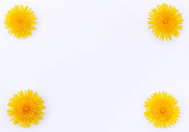 яскраво-жовті весняні кульбаби крупним планом ізольовані на білому тлі
  - Фото, зображення