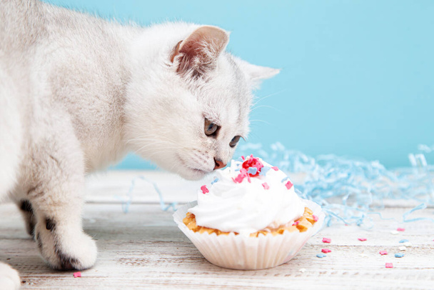 White British kitten eating birthday cake on a blue background. Holiday and birthday concept.  - Photo, Image