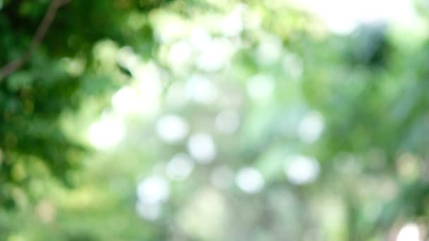 green bokeh background, leave blur background - Footage, Video