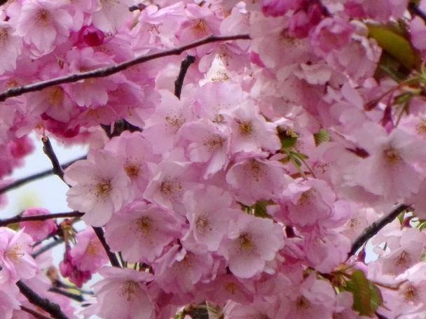 rózsaszín cseresznyevirág sakura virág virágzik közelről Riga, Lettország. Sakura rózsaszín virágai - Fotó, kép