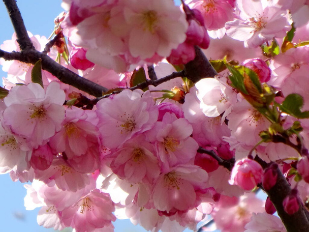 fiore di ciliegio rosa fiore di sakura in fiore primo piano a Riga, Lettonia. Fiori rosa di sakura - Foto, immagini