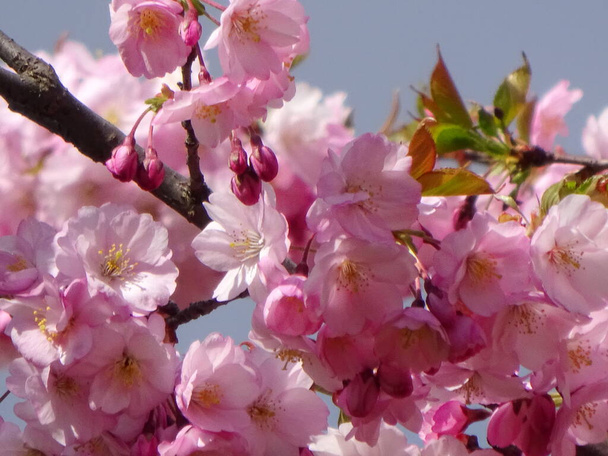 różowy kwiat wiśni sakura kwiat kwitnący z bliska w Rydze, Łotwa. Różowe kwiaty sakura - Zdjęcie, obraz