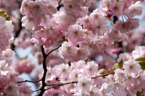 ροζ άνθη κερασιάς sakura λουλούδι ανθίζει από κοντά στη Ρίγα, Λετονία. Ροζ άνθη σακούρα - Φωτογραφία, εικόνα