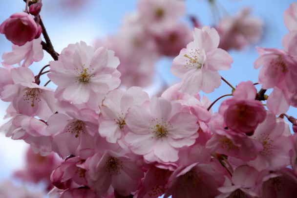 flor de cereja rosa flor sakura florescendo close-up de em Riga, Letónia. Flores cor de rosa de sakura - Foto, Imagem