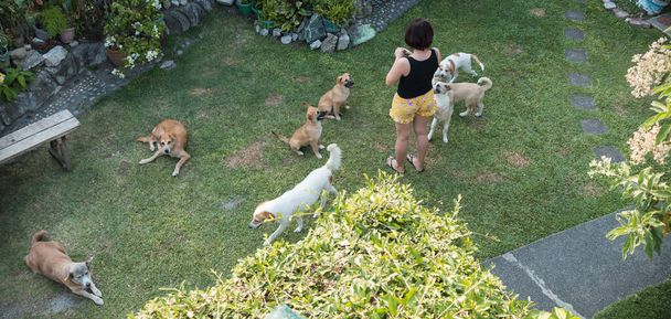 Una donna tenta di insegnare alcuni cuccioli attenti alcuni trucchi nel cortile della loro casa, mentre alcuni cani adulti lounge intorno all'erba. - Foto, immagini