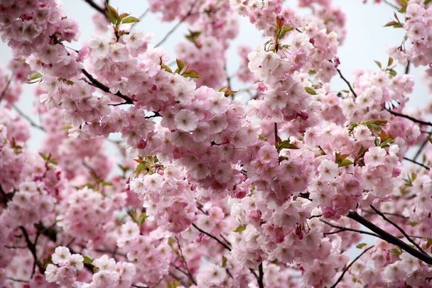 vaaleanpunainen kirsikankukka sakura kukka kukkivat lähikuva Riiassa, Latviassa. Vaaleanpunaiset kukat sakura - Valokuva, kuva