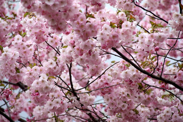 pink cherry blossom sakura flower blooming close-up of   in Riga, Latvia. Pink flowers of sakura - Photo, Image