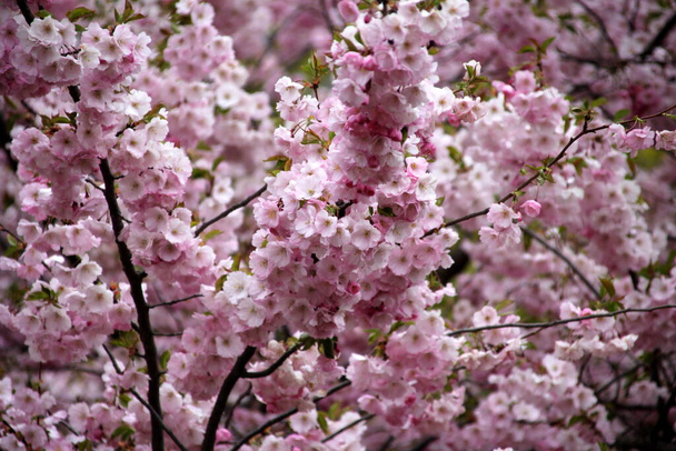 rosa Kirschblüte Sakura Blume blühen Nahaufnahme von in Riga, Lettland. Rosafarbene Blüten von Sakura - Foto, Bild