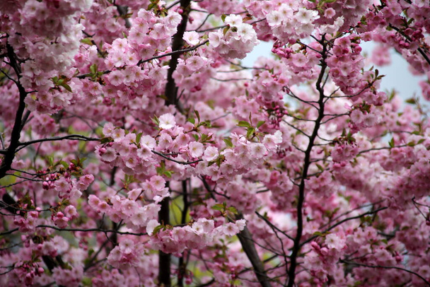pink cherry blossom sakura flower blooming close-up of   in Riga, Latvia. Pink flowers of sakura - Photo, Image