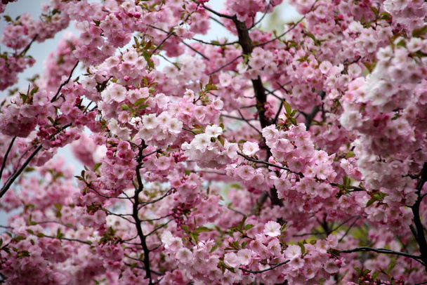 Квіти рожевої вишневої сакури розквітають близько до Риги, Латвія. Рожеві квіти сакури. - Фото, зображення