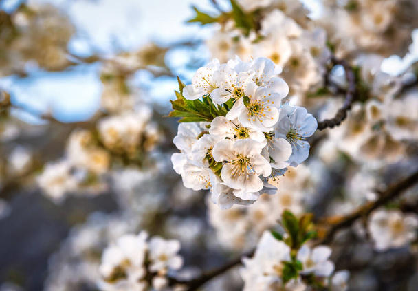 Spring time, beautiful pear blossom, white flowers - Photo, Image